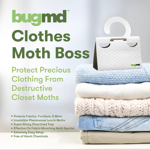 Clothes Moth Boss