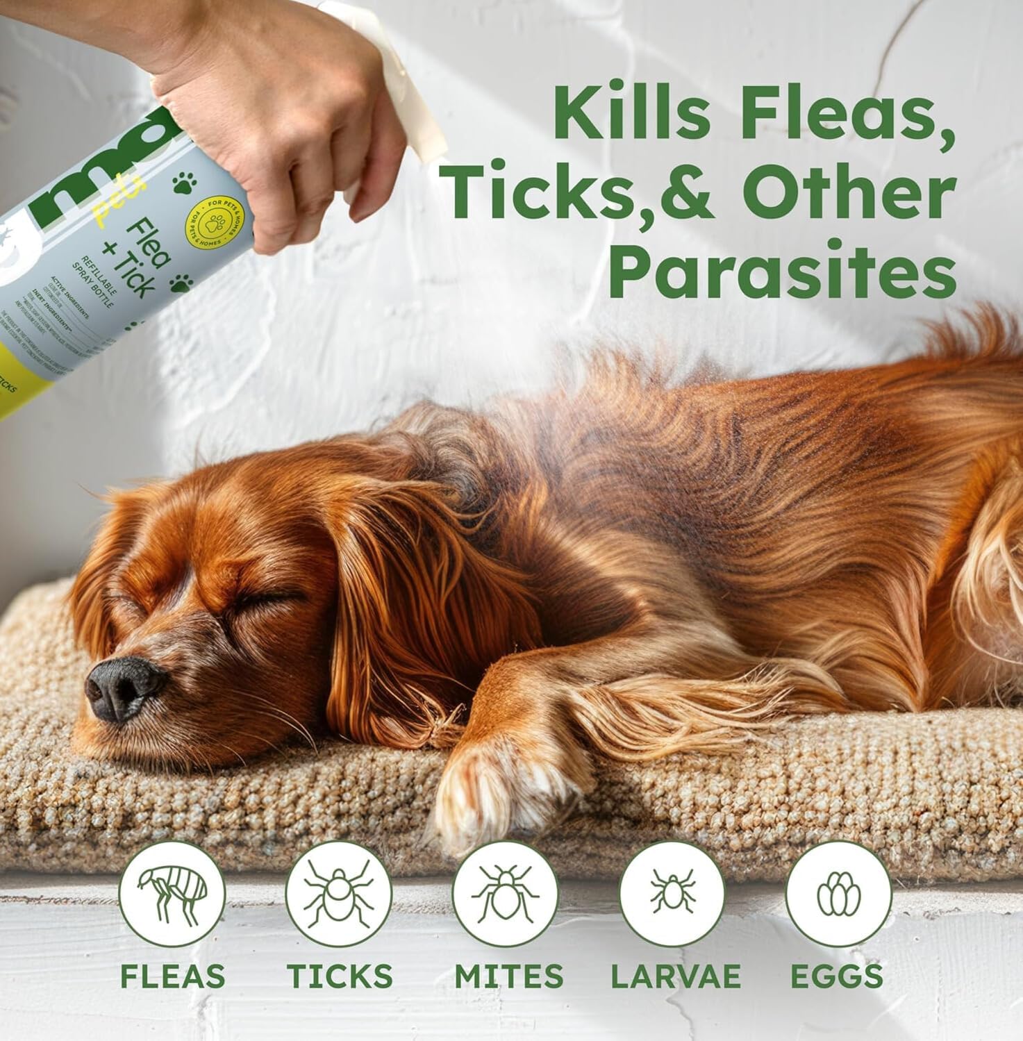 Safe Flea And Tick Treatment Solutions photo