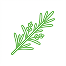 Thyme Oil