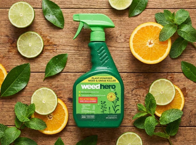 Plant-Powered Formula